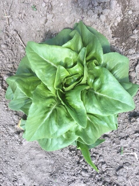 Organic deer tongue lettuce