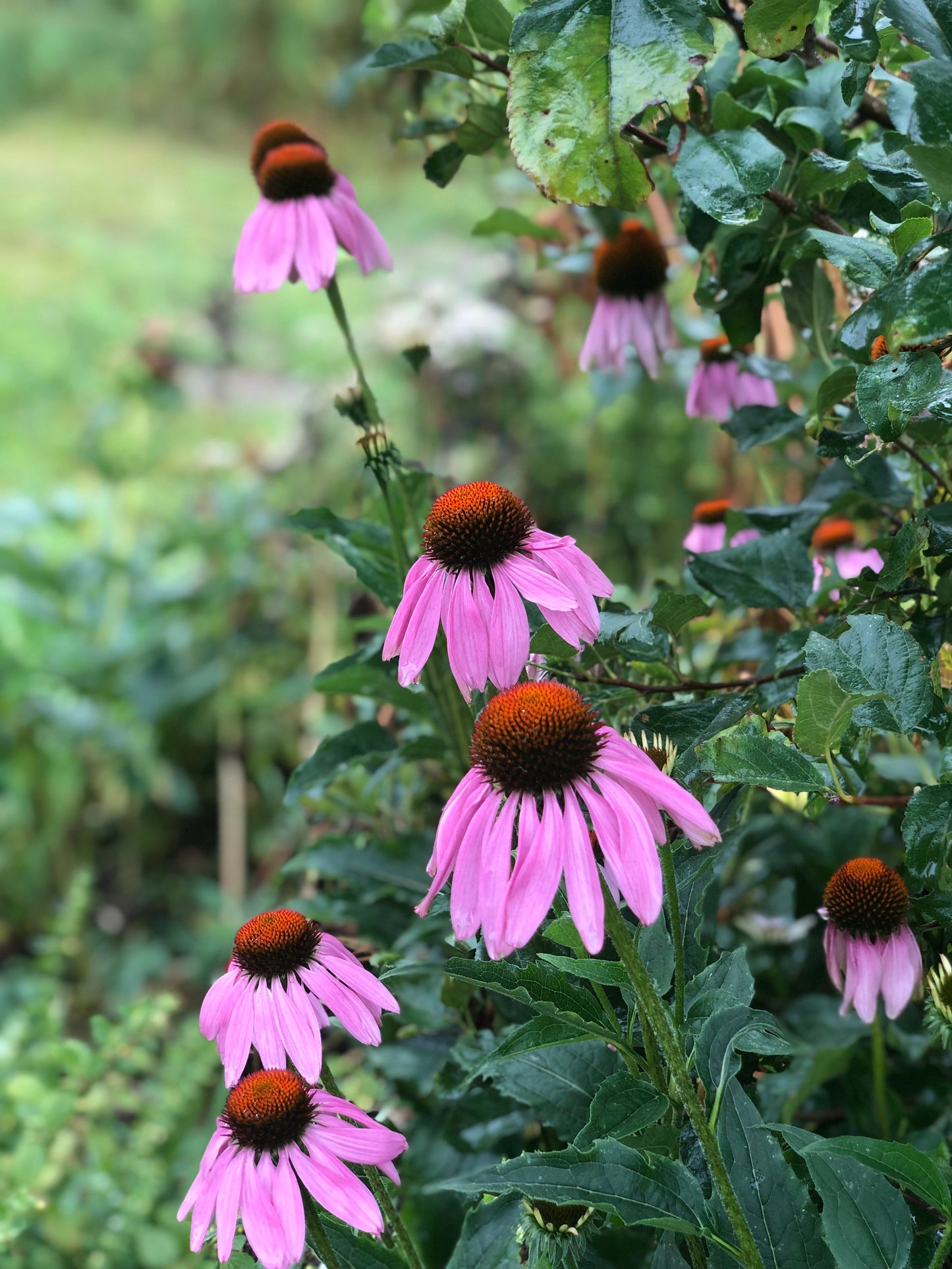 organic echinacea flower seeds