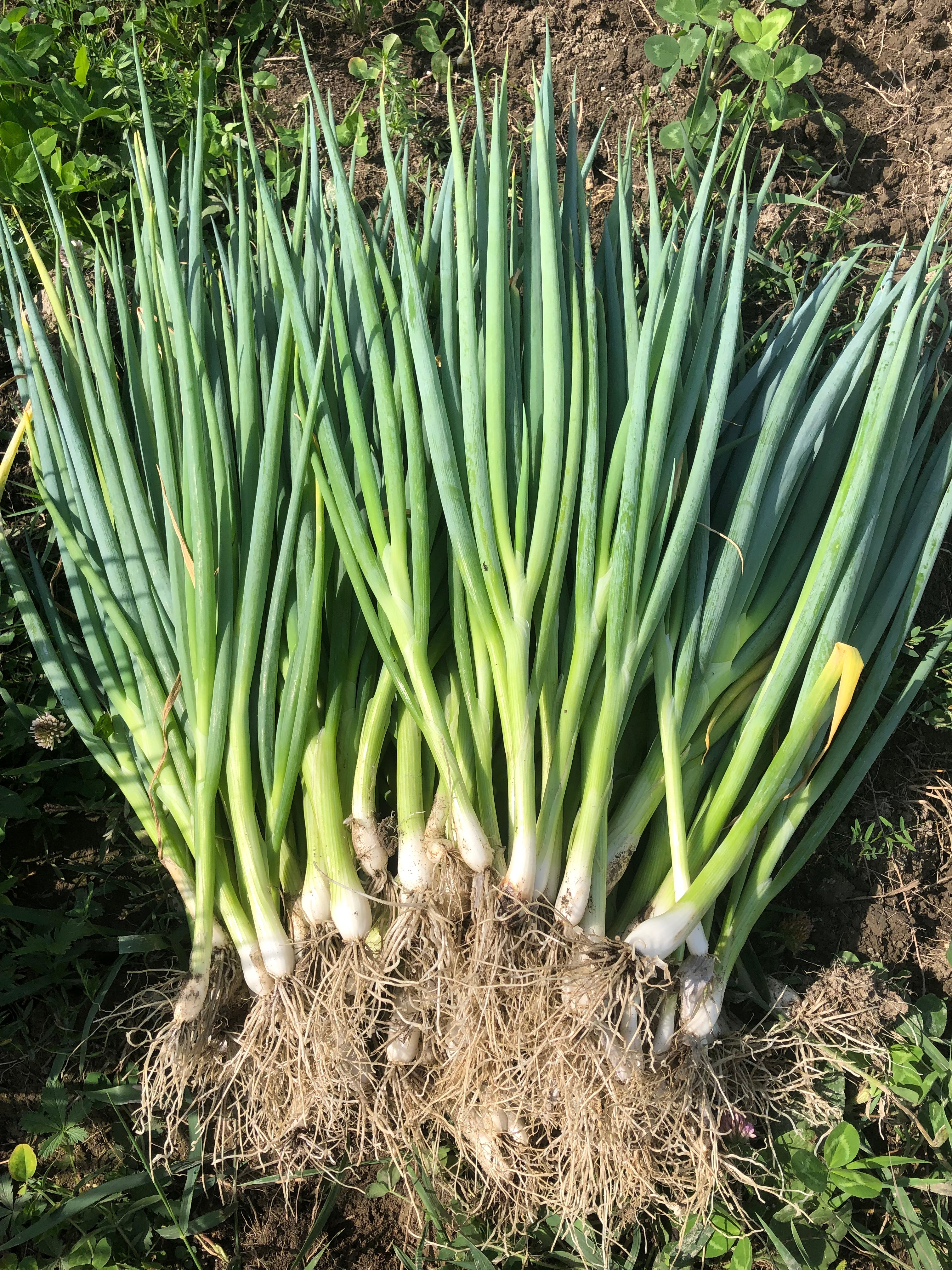 Spring Scallion Bulbs Organic Evergreen Scallion Seeds – Northern Seeds