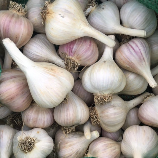 big organic garlic bulbs for culinary use