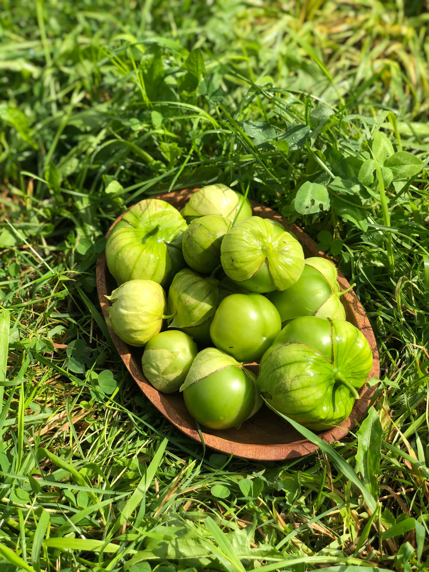 organic gigante verde tomatillo seeds