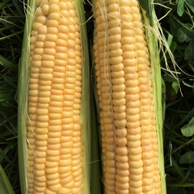 organic golden bantam sweet corn heirloom seeds