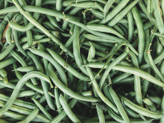 organic provider heirloom bush bean seeds