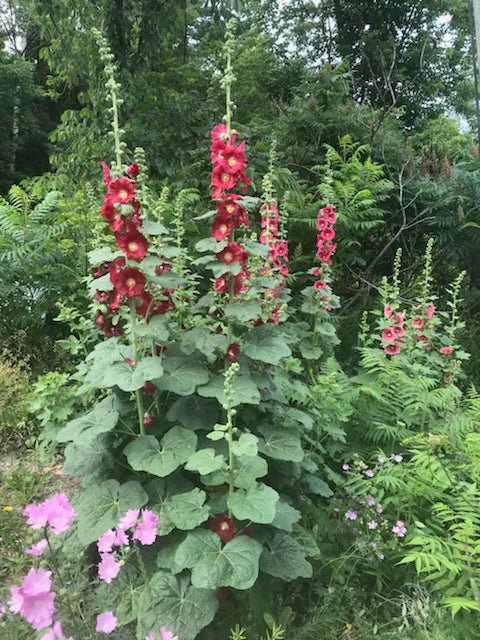 hollyhock mix seeds