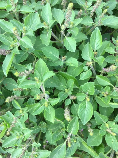 organic holy basil tulsi herb seeds