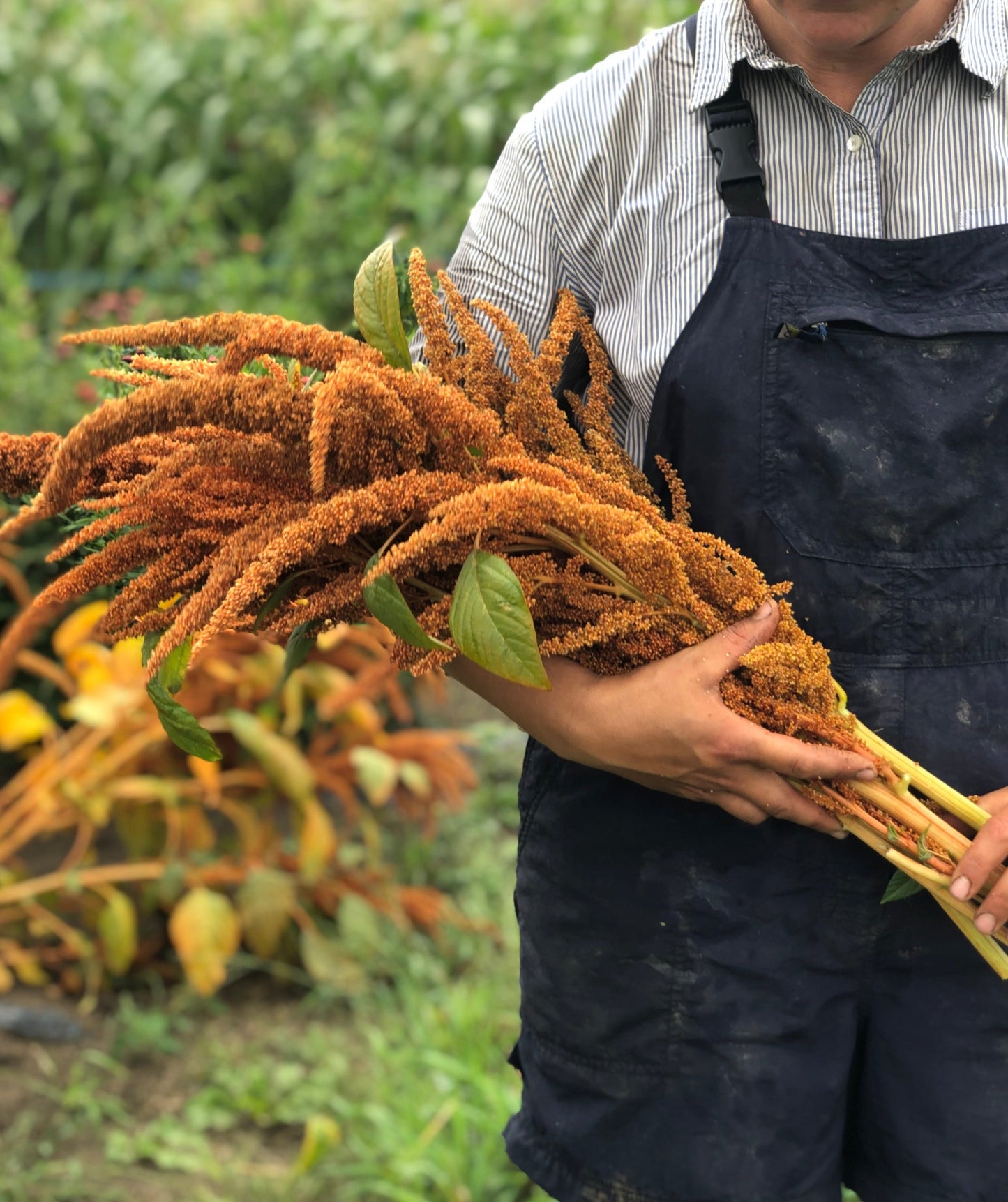 organic-hot-biscuit-amaranth-flower-seeds