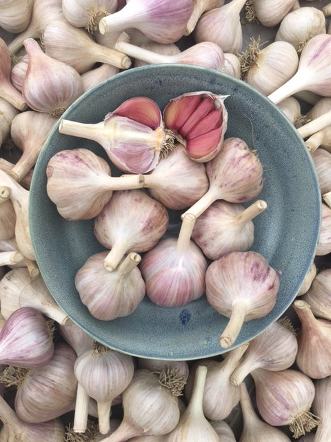 organic korean violet garlic seeds