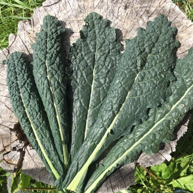 organic lacinato heirloom kale