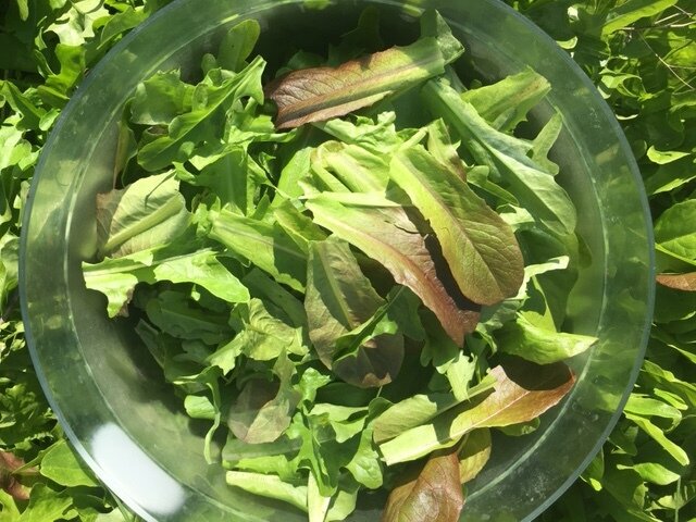 organic lettuce mix seeds