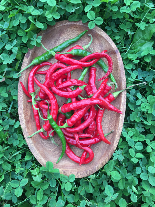 organic long red cayenne hot pepper seeds