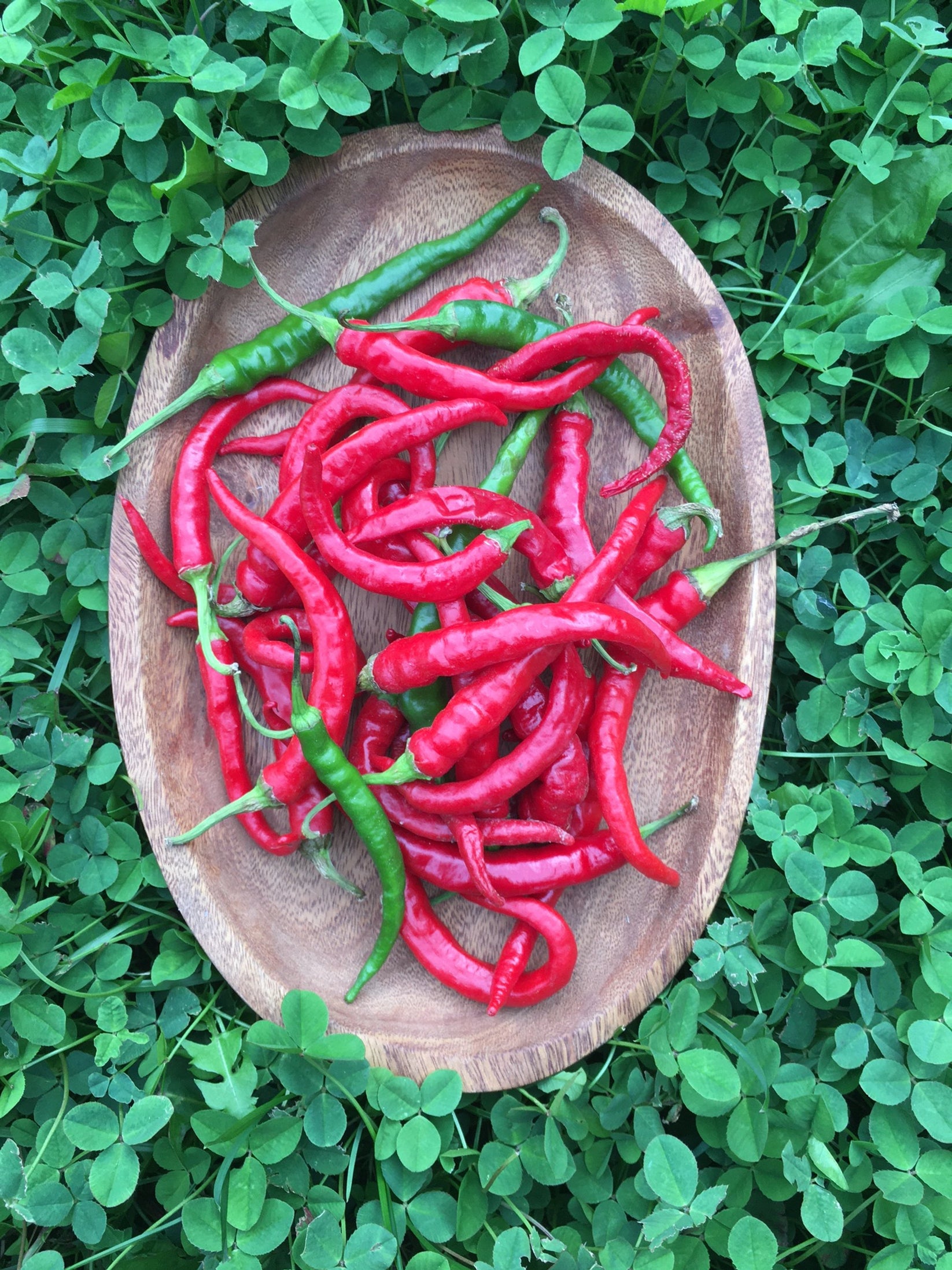 Organic Long Red Cayenne Seeds Northern Seeds