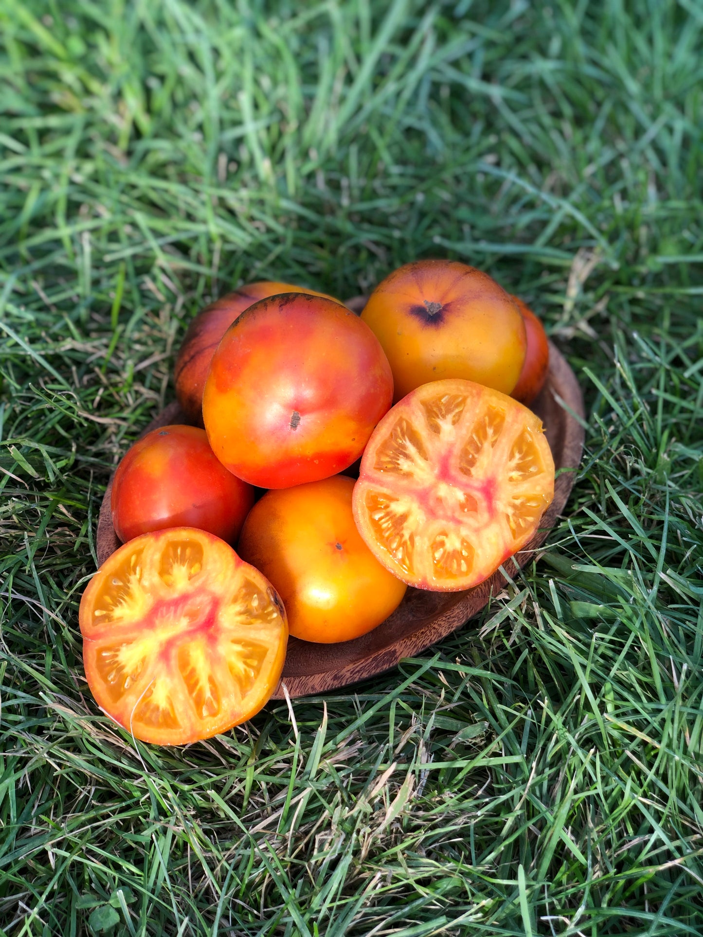 organic lucid gem tomato