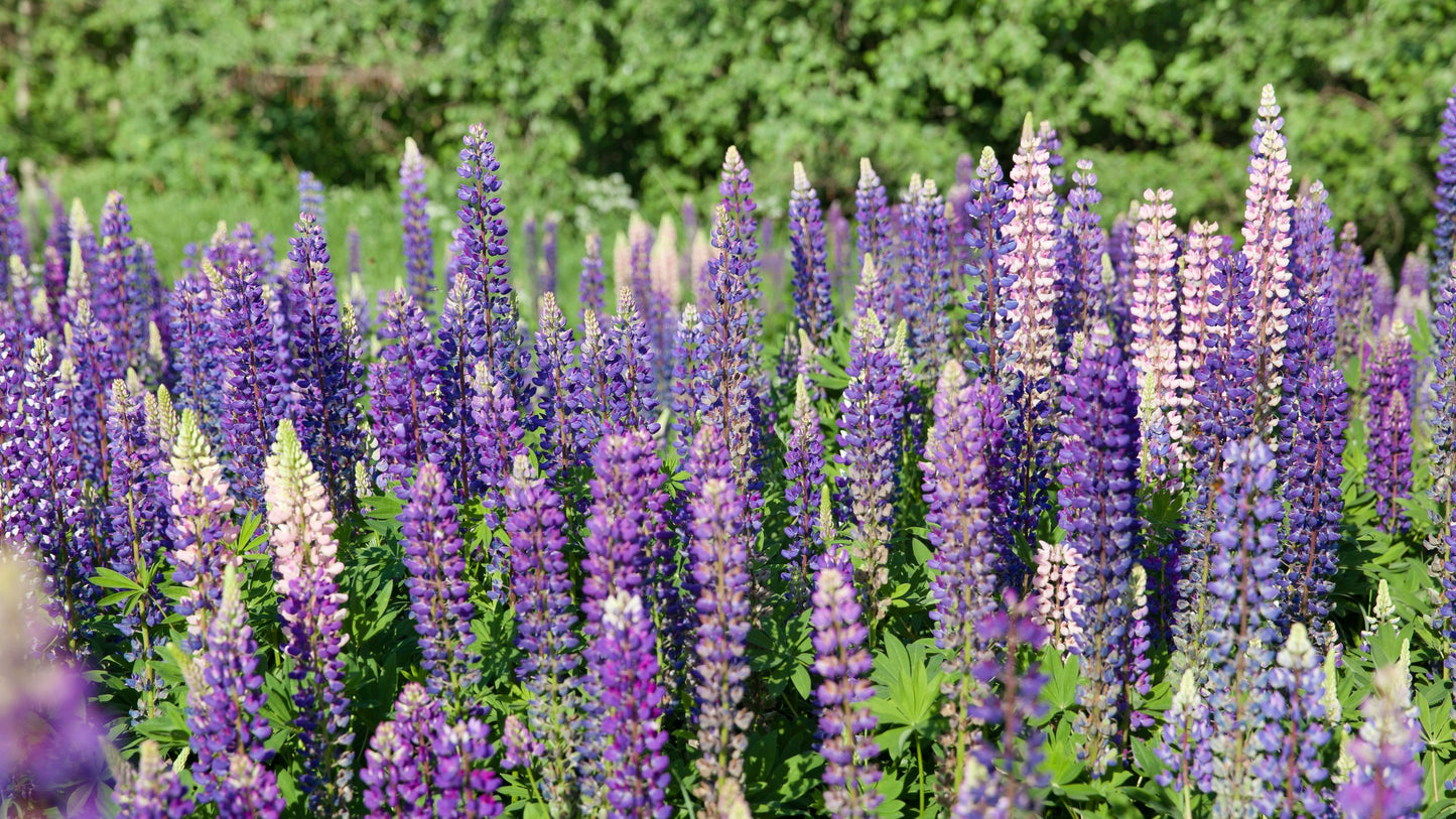 Lupins