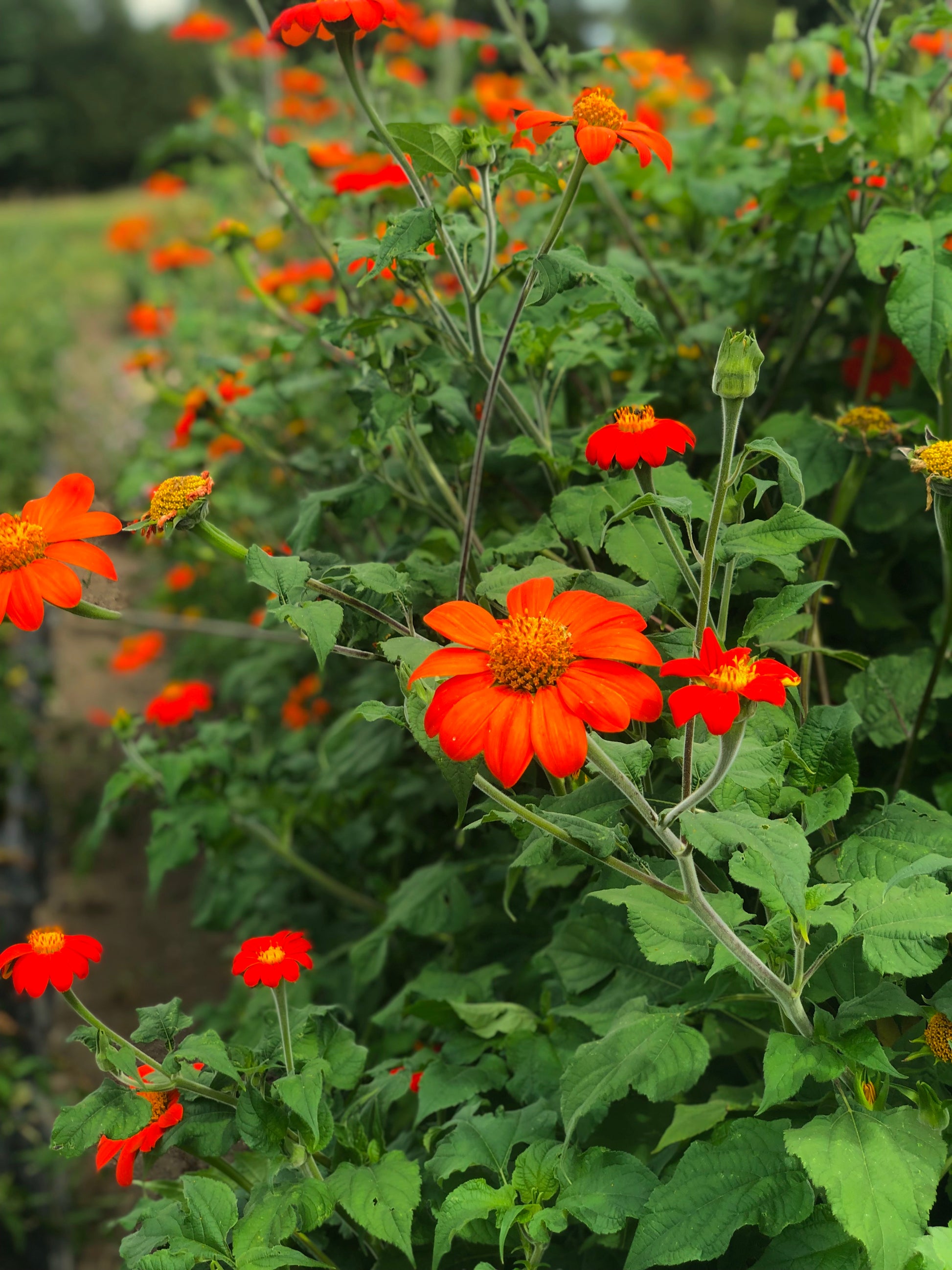 mexican sunflower tithiona seeds