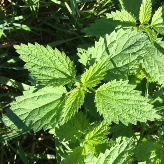 organic nettle seeds native perennial
