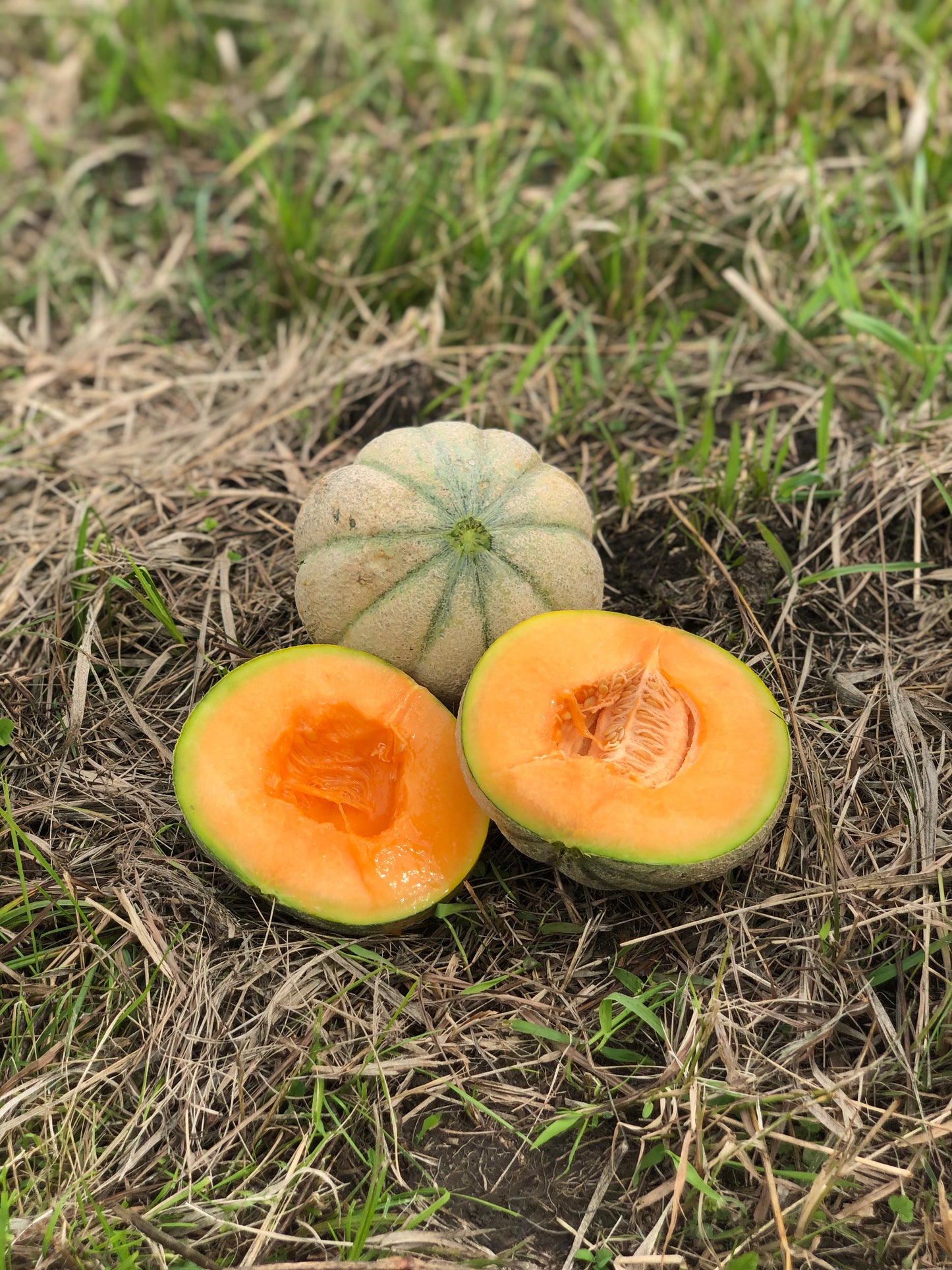 organic heirloom oka melon