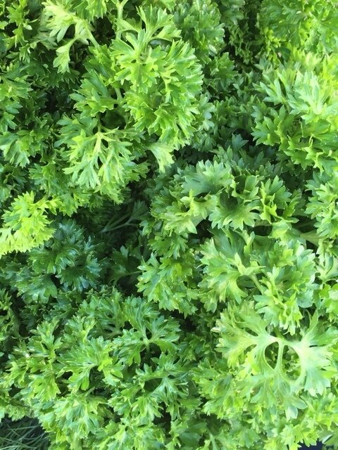 organic green pearl curly parsley