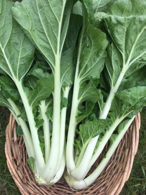 organic bok choi prize choi seeds