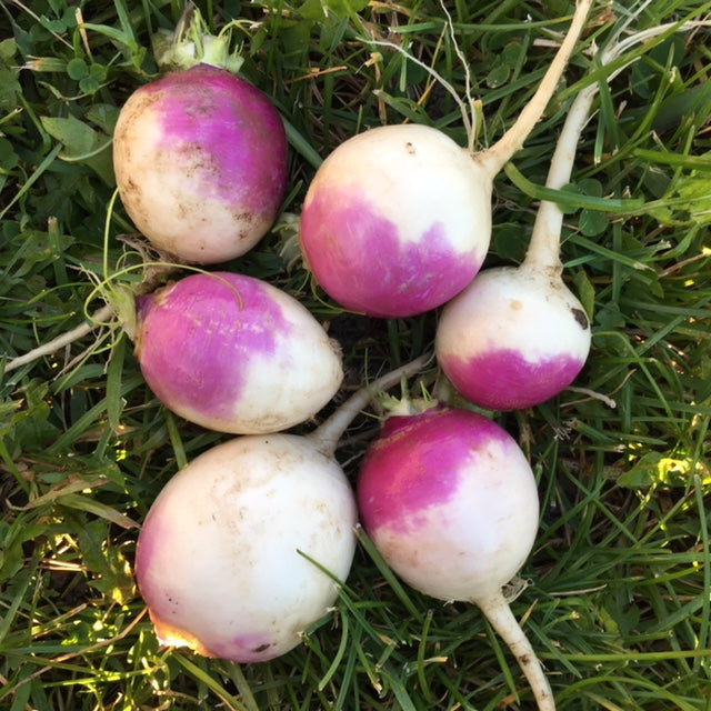 organic purple top white globe heirloom turnip seeds