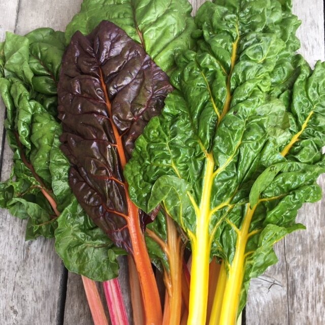 Organic Rainbow Chard Seeds – Northern Seeds