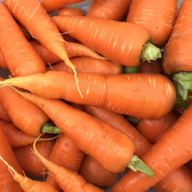Carrot, Red Cored Chantenay