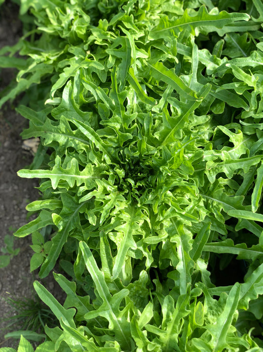 organic regal oak green lettuce