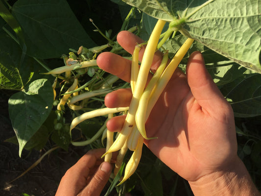 organic yellow wax bean heirloom rocdor bush