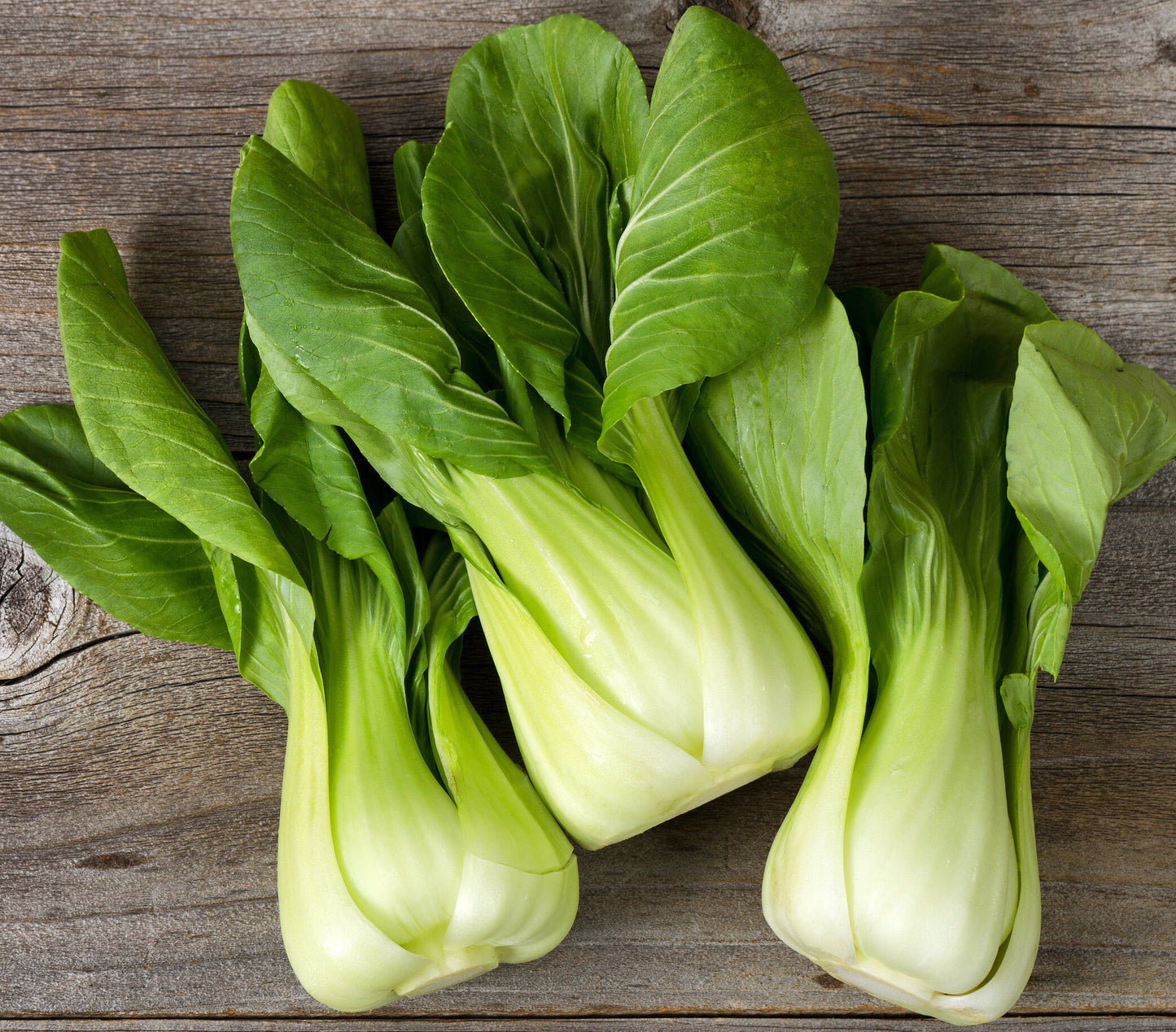 organic shanghai green bok choi asian greens seeds