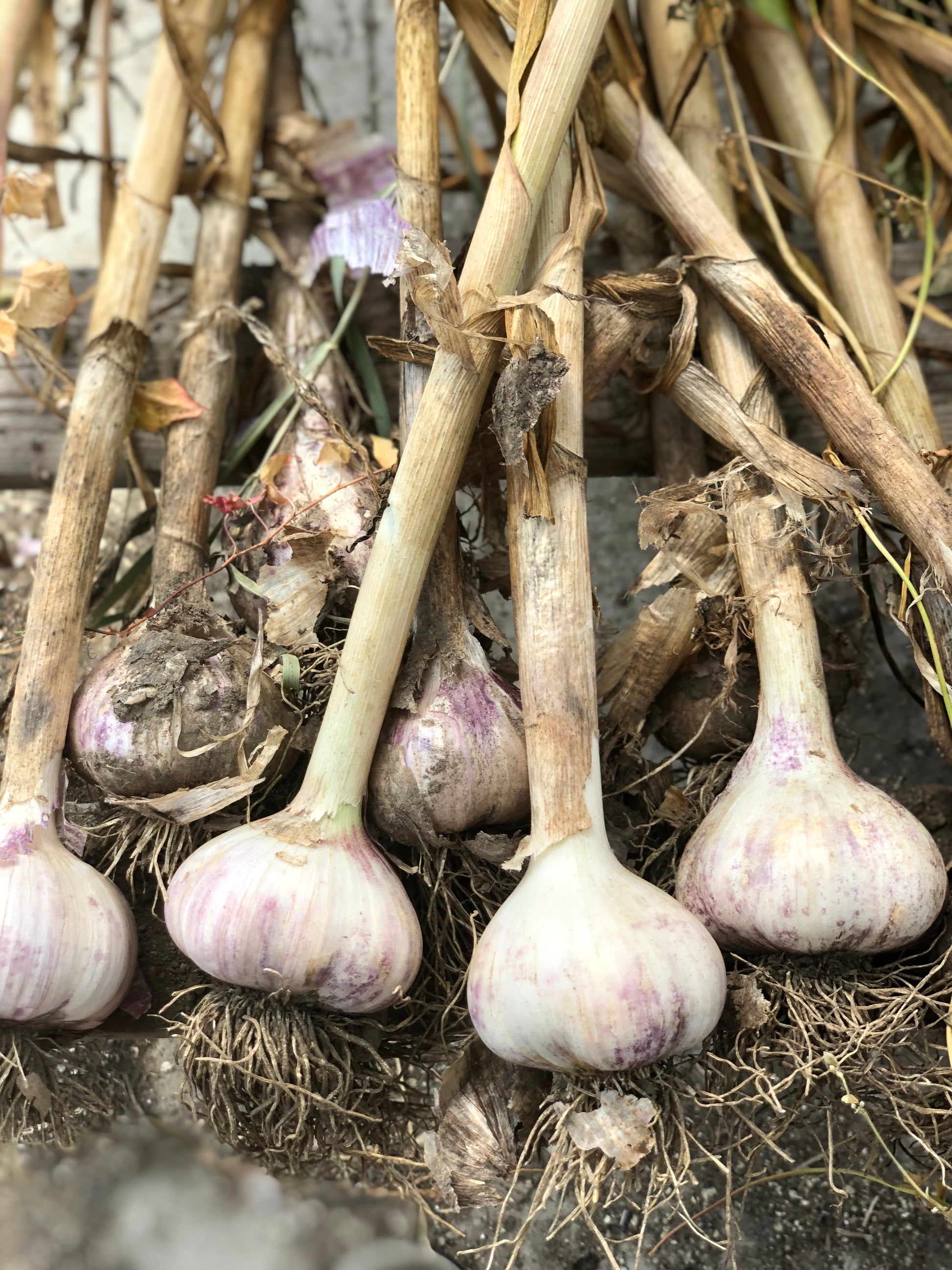 organic siberian garlic seed