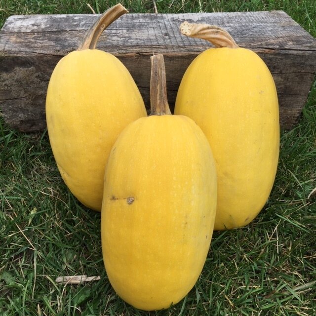 organic spaghetti winter squash