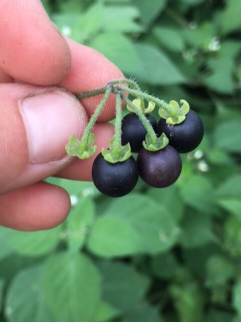 organic sunberry nightshade seeds