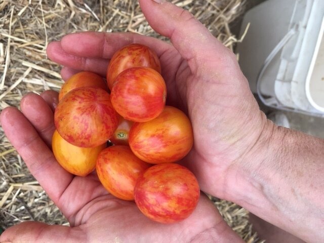 organic sunrise bumblebee cherry tomato seeds