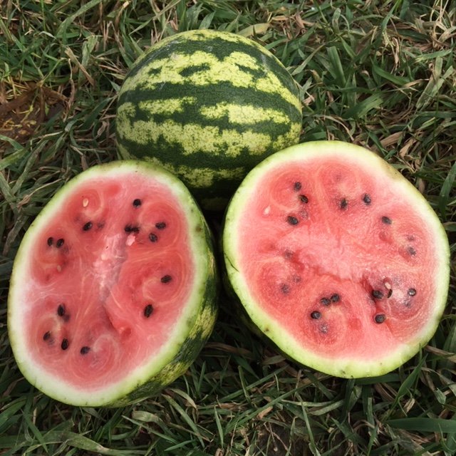 organic sweet dakota rose watermelon