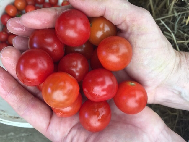 organic sweetie red cherry tomatoes