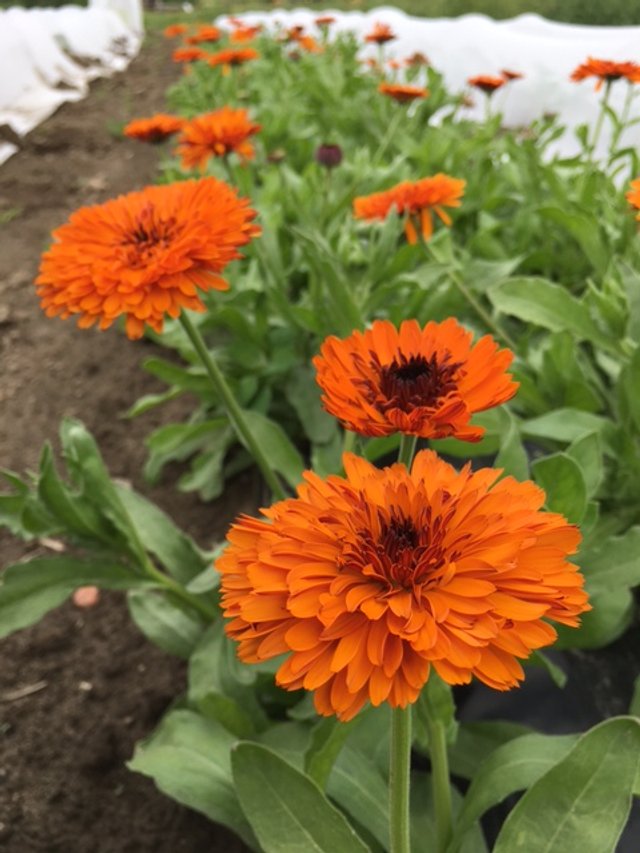 organic victoria sunset calendula seeds