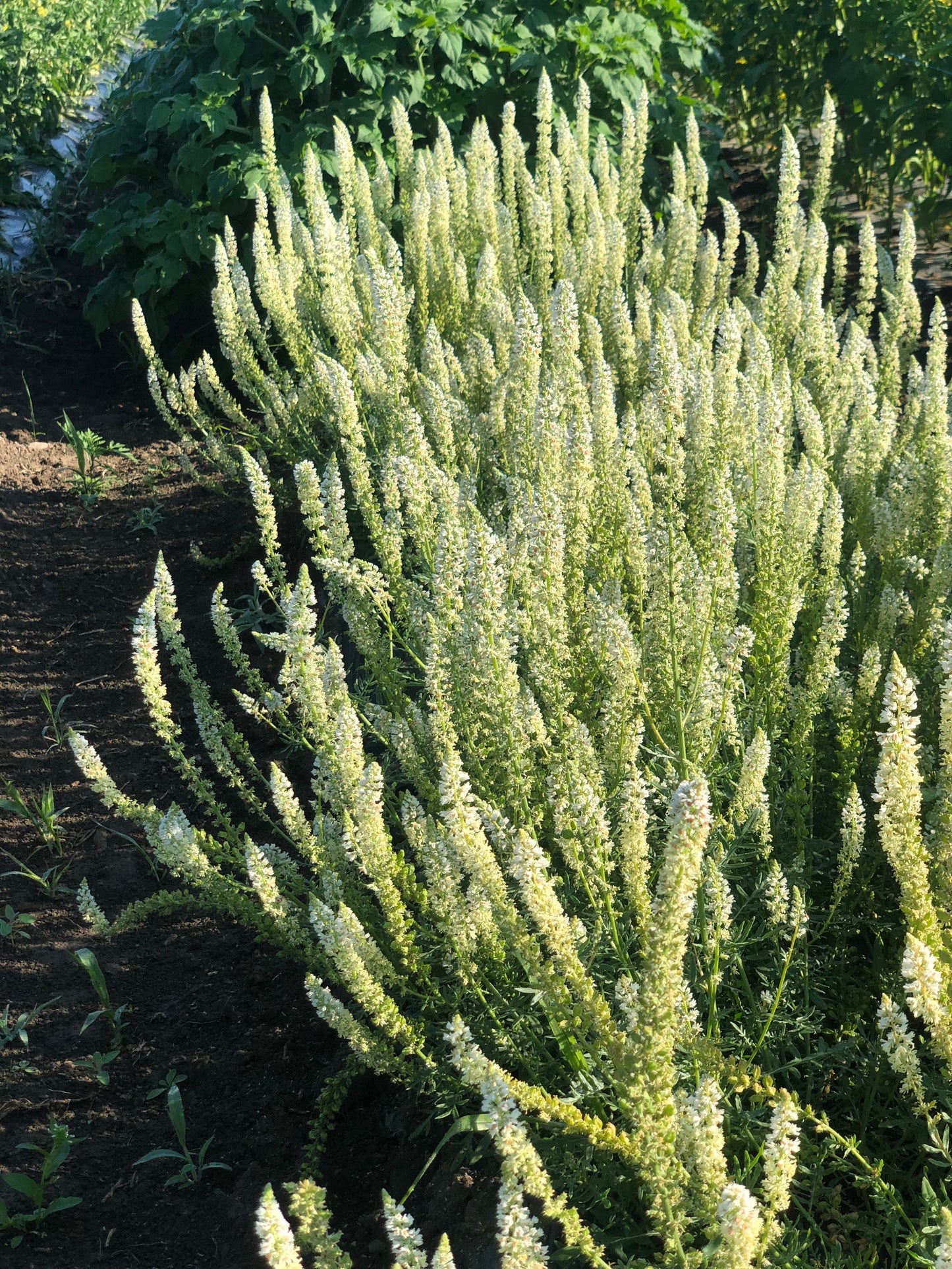 white-mignonette-reseda-alba-flower-seeds