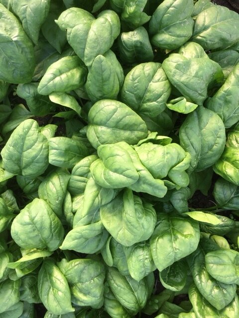 organic giant winter spinach
